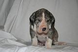 DOGUE ALLEMAND 733